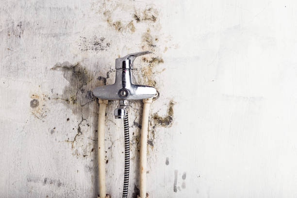 Best Mold Testing  in Navarre, FL
