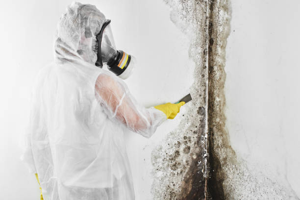 Certified Mold Removal in Navarre, FL